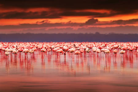 Flamants roses au coucher du soleil