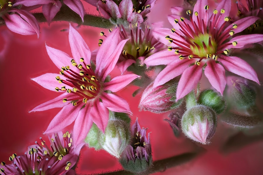 Foto macro de flores