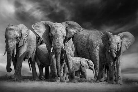 Elefantes do mato