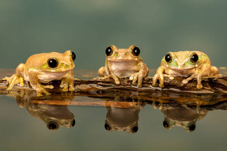 Дървесни жаби
