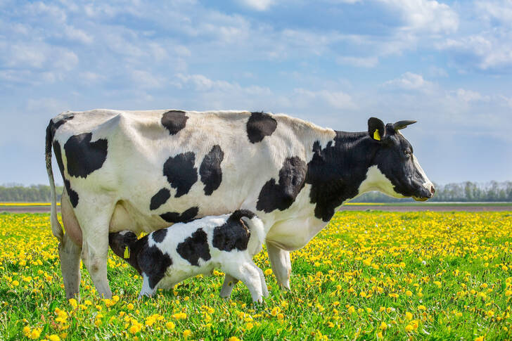 Krava i mladunče na pašnjaku