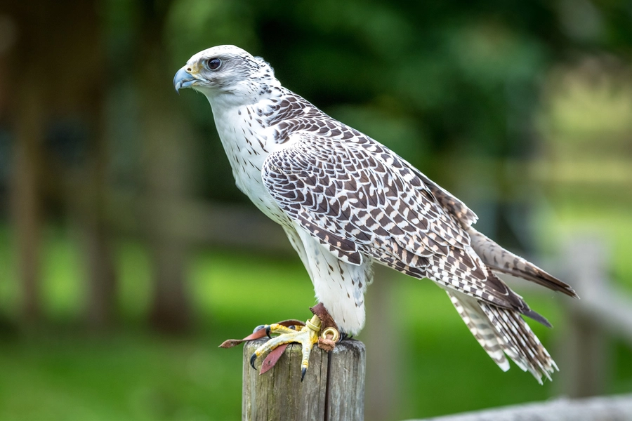 Giervalk op een paal