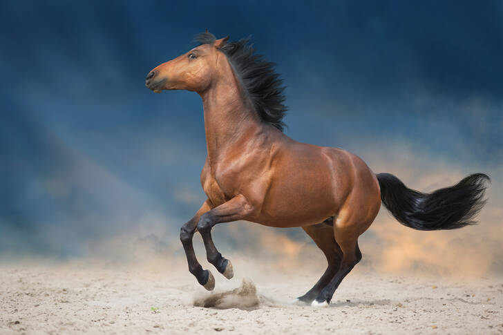 Paard op het zand