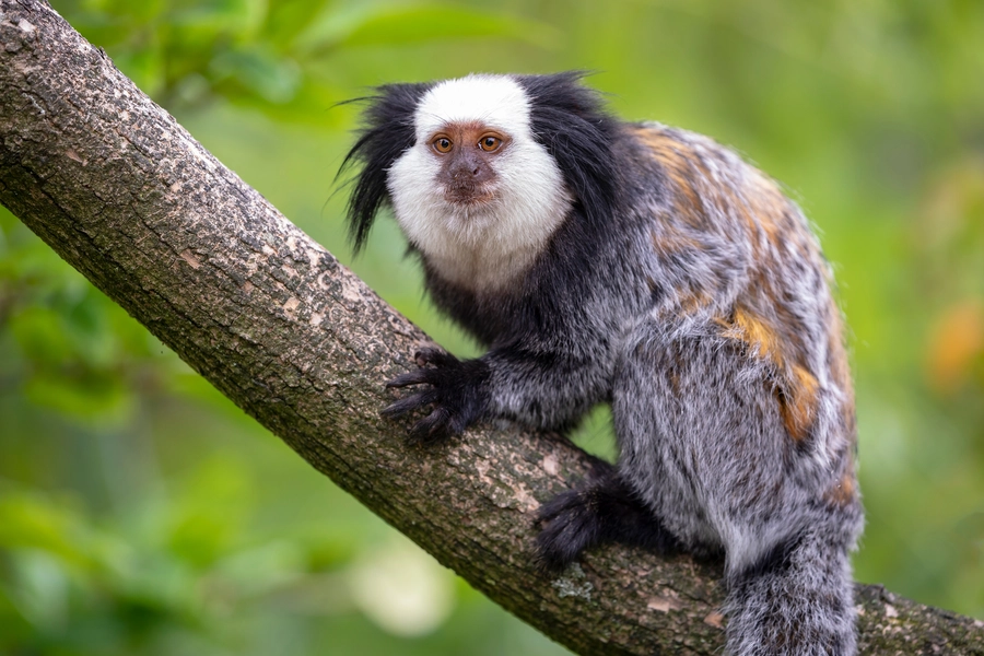 Singe à tête blanche