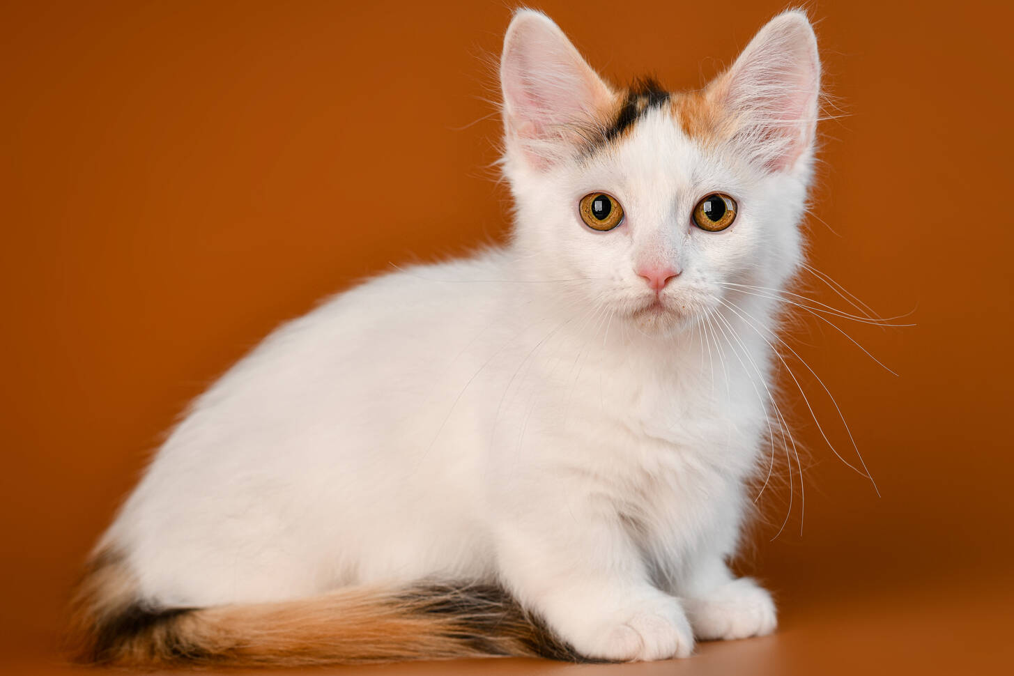 Munchkin kitten Jigsaw Puzzle (Animals, Pets) Puzzle Garage