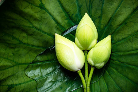 Lotusblumen auf Blättern
