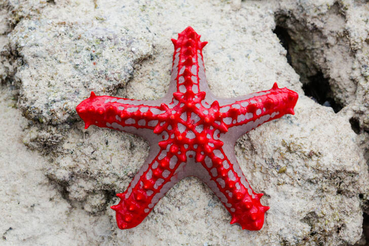 Червона морська зірка