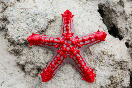 Estrela do mar vermelha