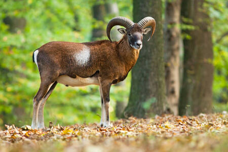 Mouflon na floresta