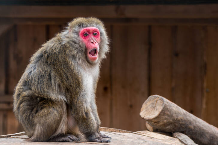 Macaco giapponese su una pietra
