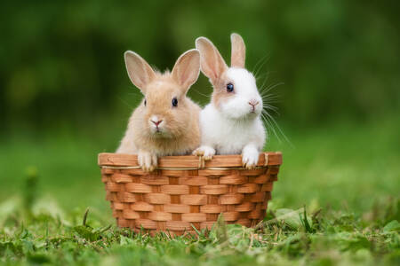 Conigli in un cestino