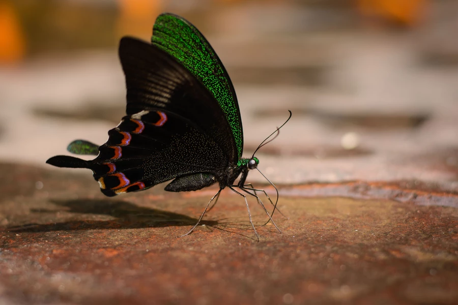 Papillon paon parisien