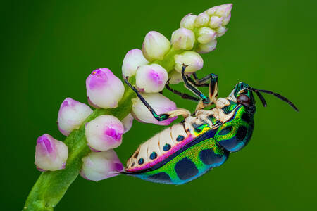 Multi-colored beetle on a flower