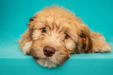 Puppy on a blue background