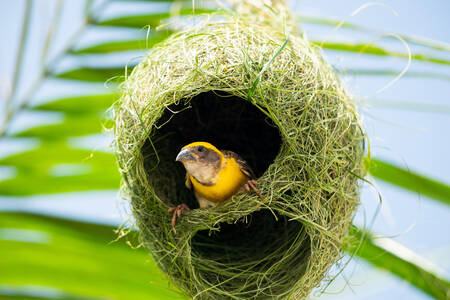Baya weaver in the nest