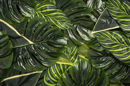 Tropische bladeren