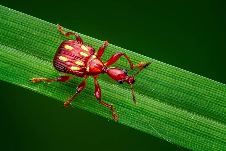 Pequeño escarabajo