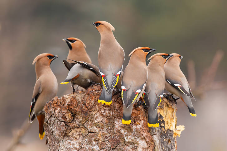 Flock of waxwings