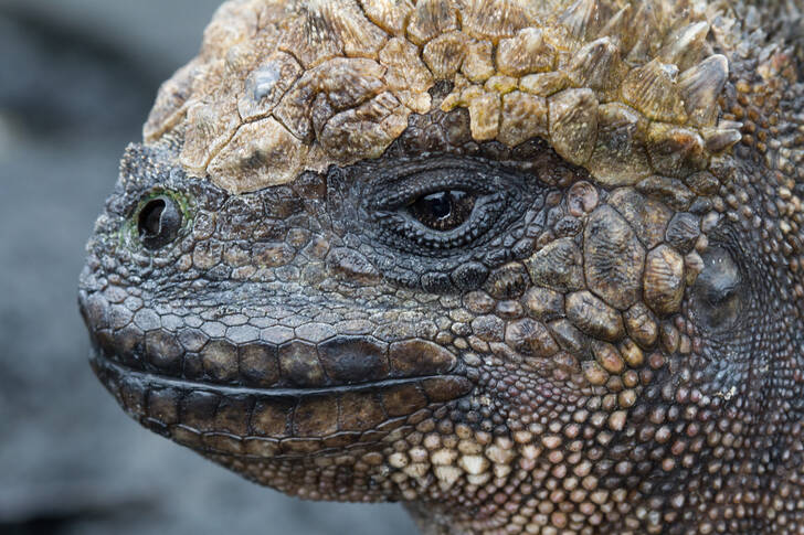 Iguana marinha