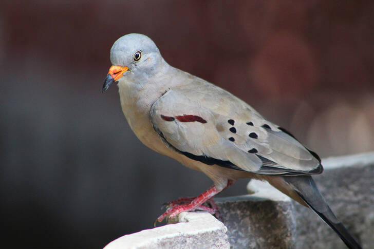 Pigeon péruvien