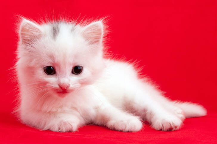 White kitten on a red background