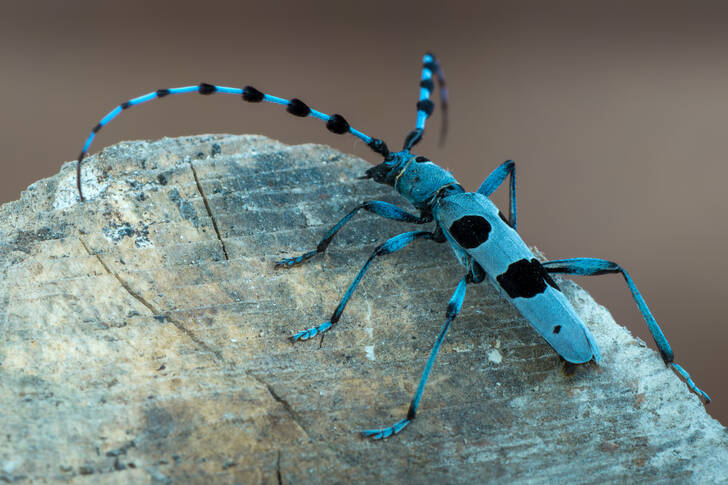 Escarabajo de cuernos largos alpino