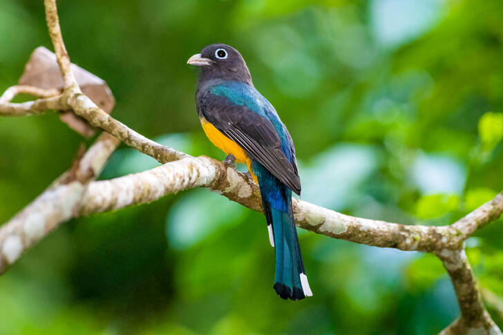 Black-headed trogon