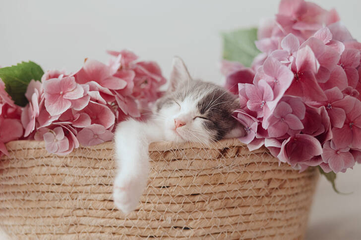 Kitten with hydrangea flowers