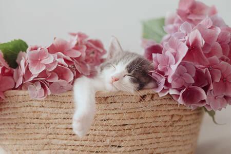 紫陽花の花と子猫