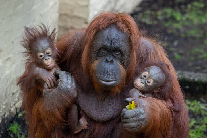 Orangutan with two babies