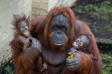 Orangutan dengan dua bayi