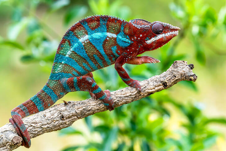 Panther chameleon on a tree