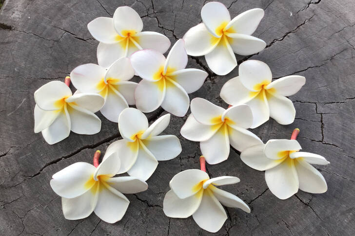 Plumeria em fundo de madeira