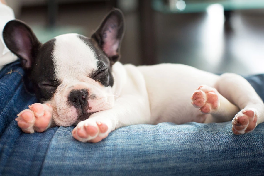 Slapende Franse Bulldog Puppy