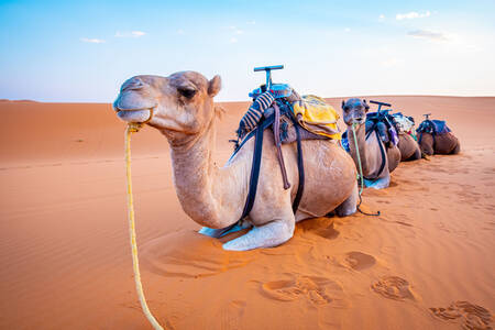 Kameler i Sahara