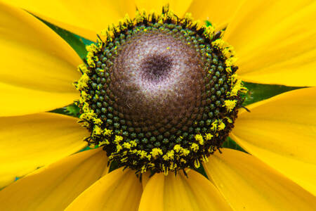 Foto makro bunga kuning