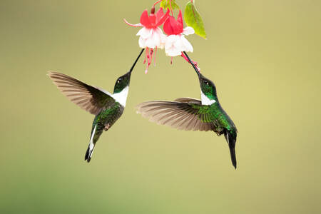 A pair of hummingbirds
