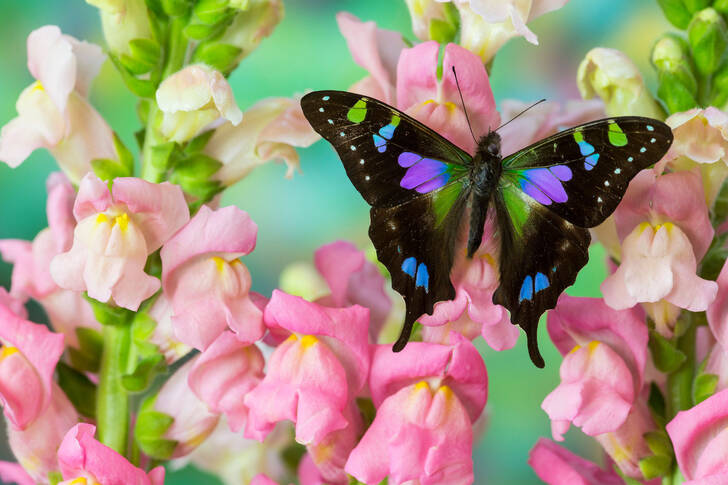 Swallowtail butterfly on pink flowers
