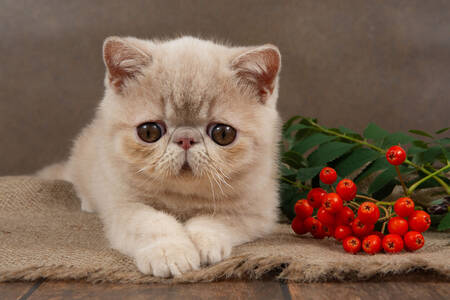 Kitten with rowan berries