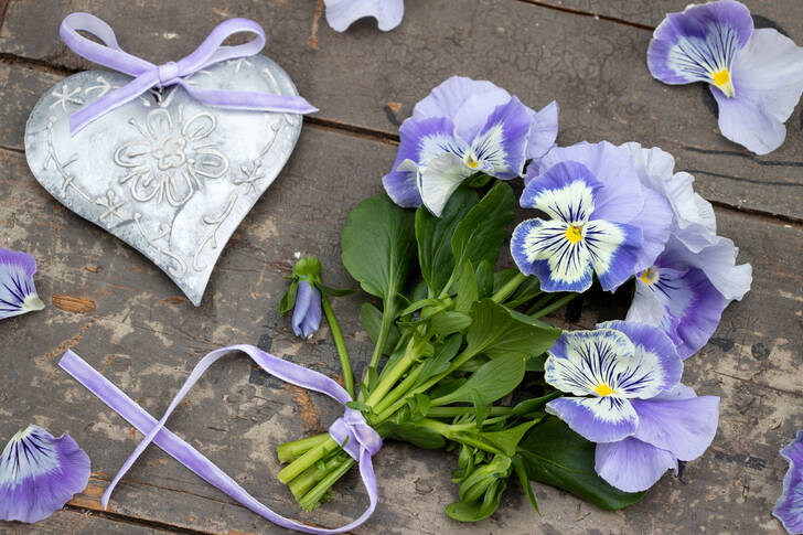 Bukiet fiołków i serce