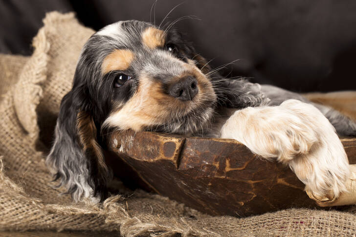 Engelsk cocker spaniel-hvalp