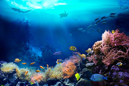 Underwater World Jigsaw Puzzle (Nature, Seas and Oceans) | Puzzle 
