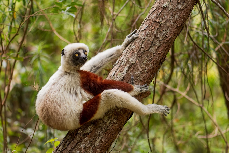 Coquerel's sifaka