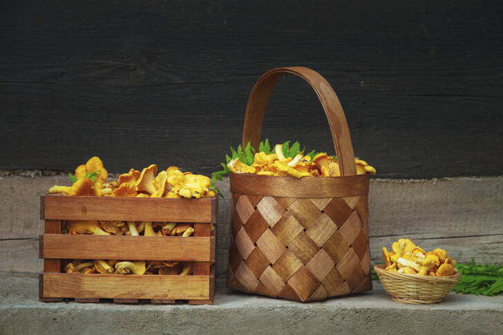 Chanterelles in a basket and a wooden crate