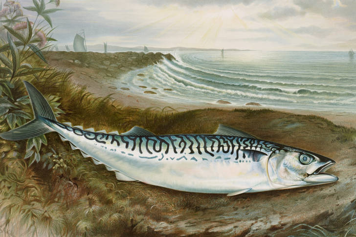 Mackerel on the shore