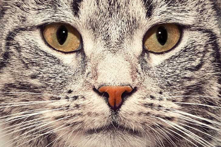 Морда кошки крупным планом пазлы онлайн (Животные, Домашние животные) |  Puzzle Garage