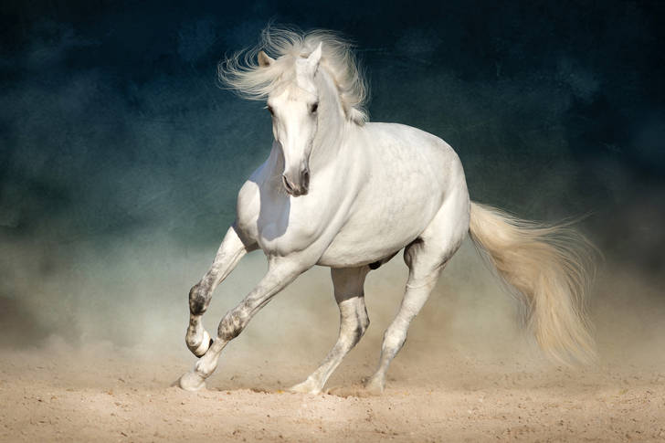 Бял кон на тъмен фон