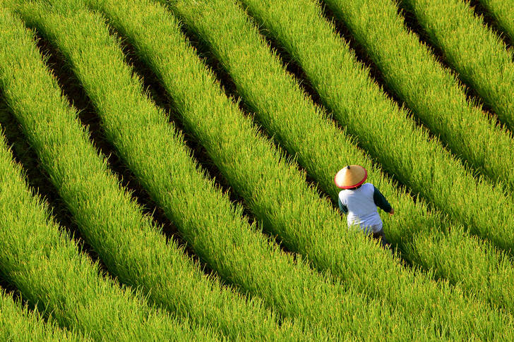 Farmer in the field