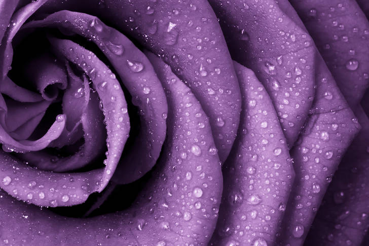 Purple rose with dew drops