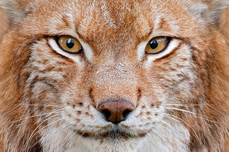 Πορτρέτο Lynx